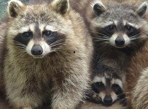 国产浣熊好养吗视频大全,新手必看好养度揭秘