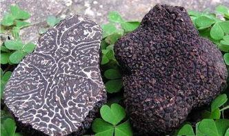 国产天价黑松露视频,神秘珍馐背后的传奇故事